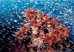 Red Sea Pinnicle nikonos v 28mm lense.
The color and fis... by Marylin Batt 